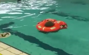 HONOR FBH 60 Veiligheisdsharnas-Secumar Lifejacket Golf 275AS